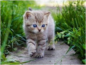 娱乐吃瓜酱大猫咪,揭秘娱乐圈背后的喵星人故事